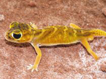 Nephrurus deleani